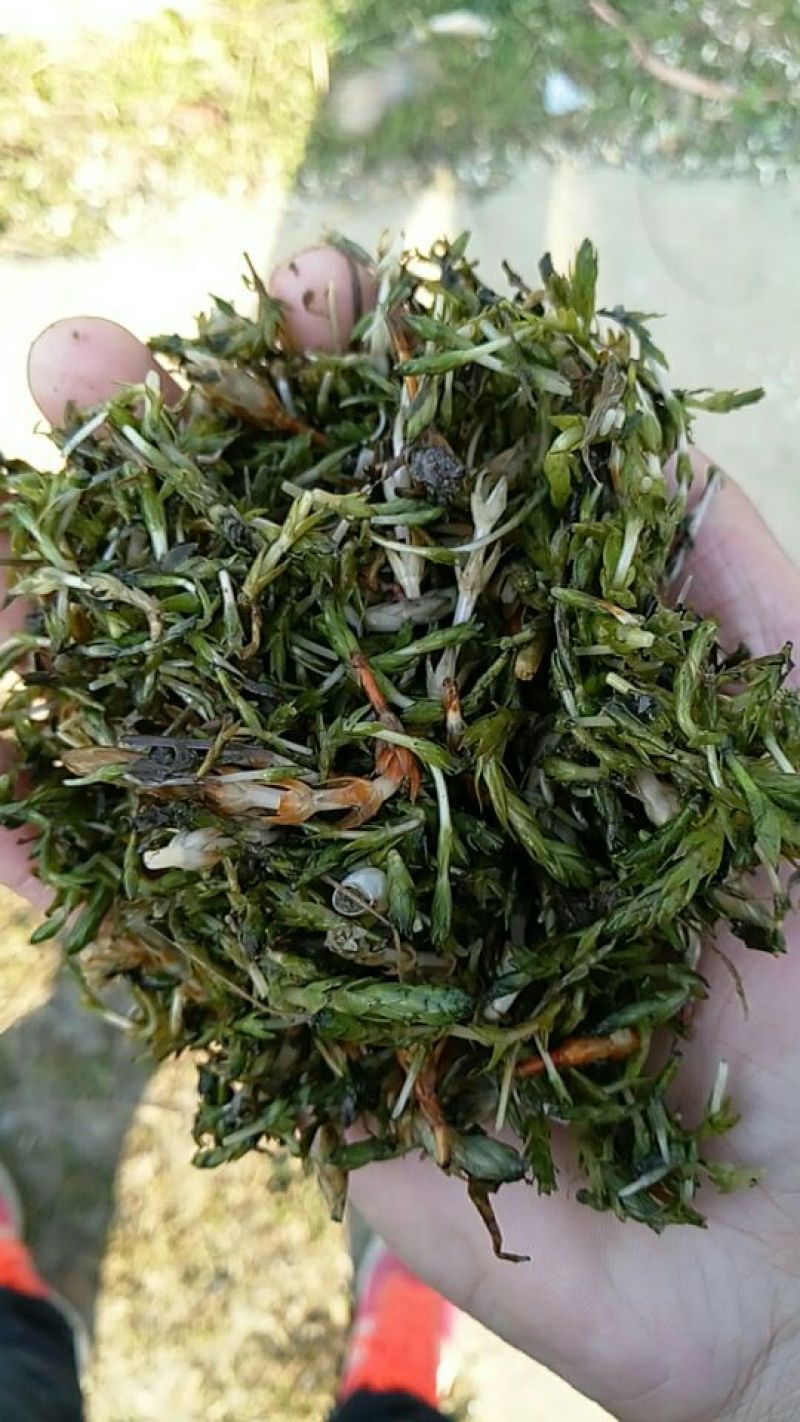 轮叶黑藻