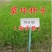 狗牙根种子多年生25克/平方热季型
