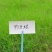 狗牙根种子多年生25克/平方热季型