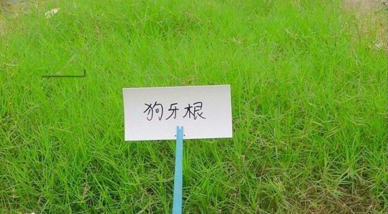 狗牙根种子多年生25克/平方热季型