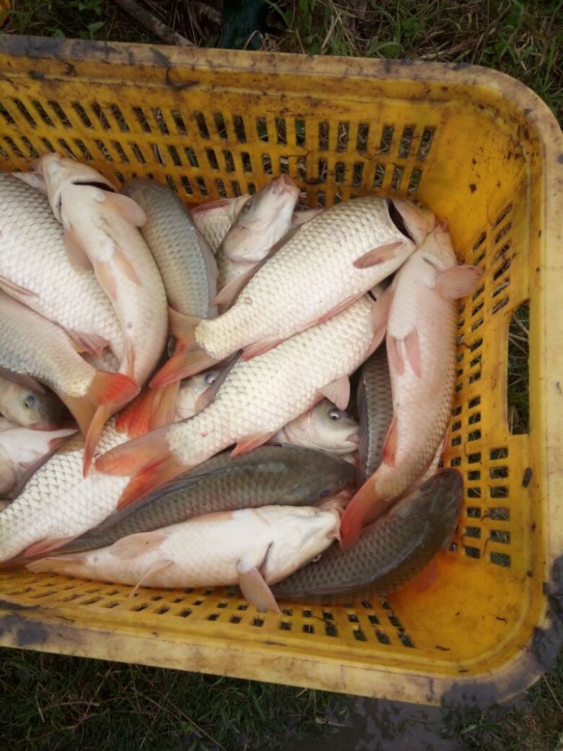 建鲤食用1~2公斤