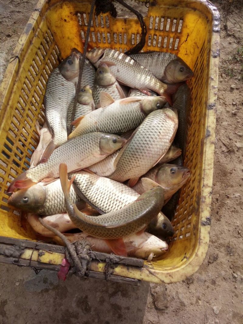 建鲤食用1~2公斤