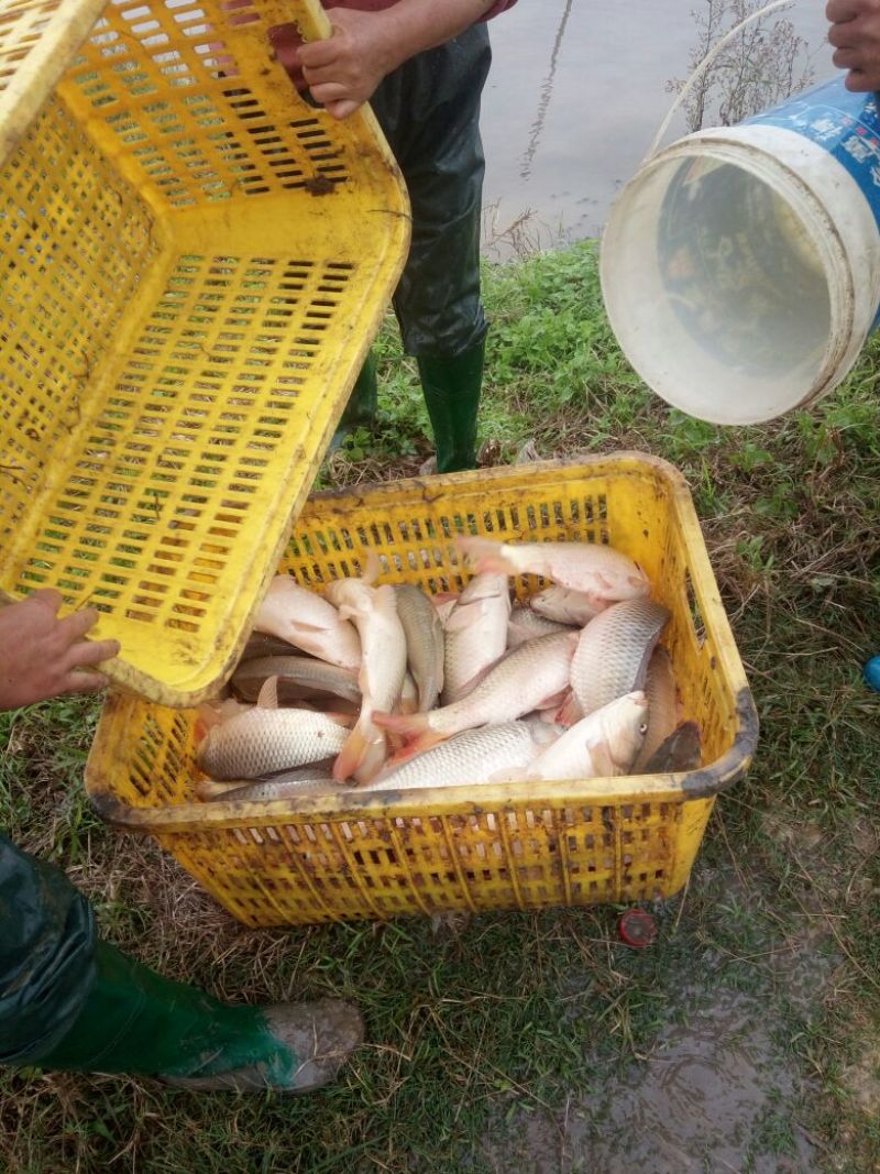 建鲤食用1~2公斤