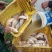 建鲤食用1~2公斤