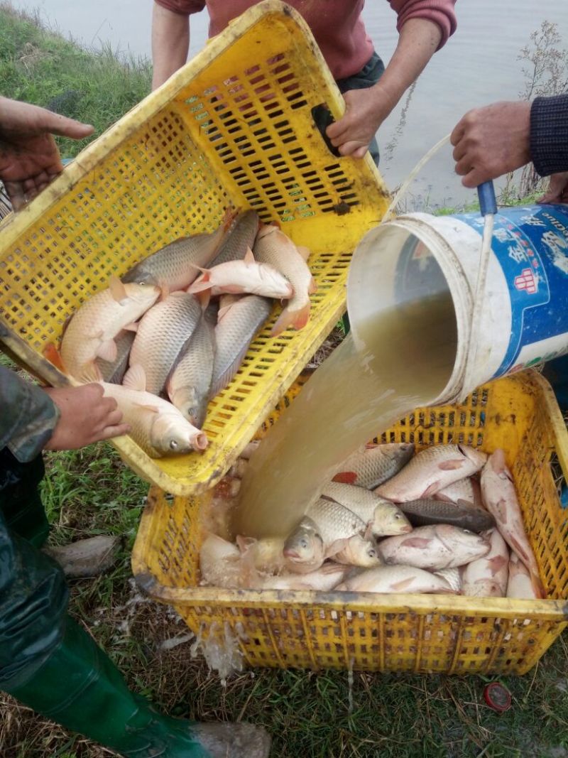 建鲤食用1~2公斤