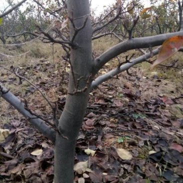 梨树14~16cm1.5~2米