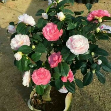 老兵苗圃茶花树五色赤丹茶花