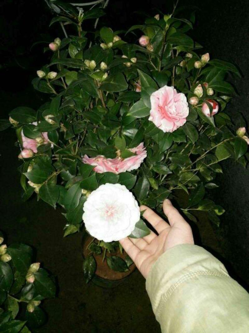 老兵苗圃茶花树五色赤丹茶花