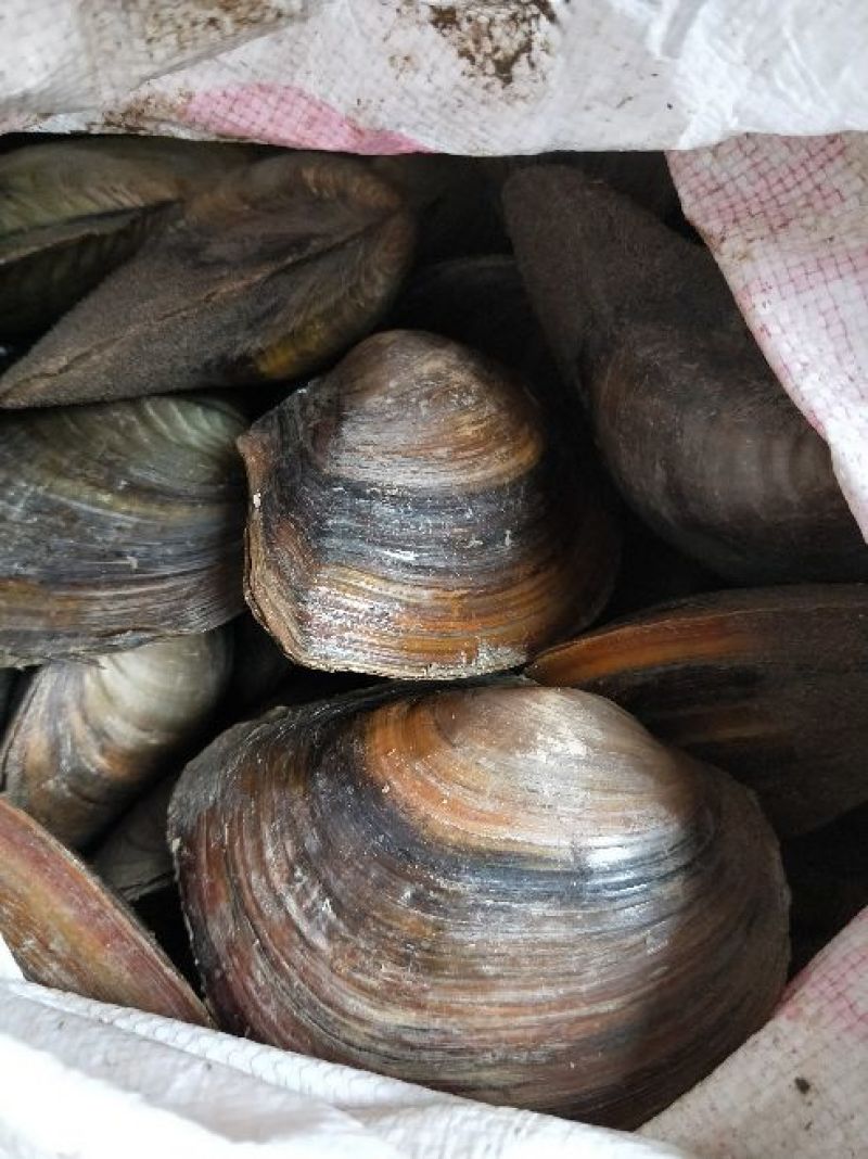 河蚌