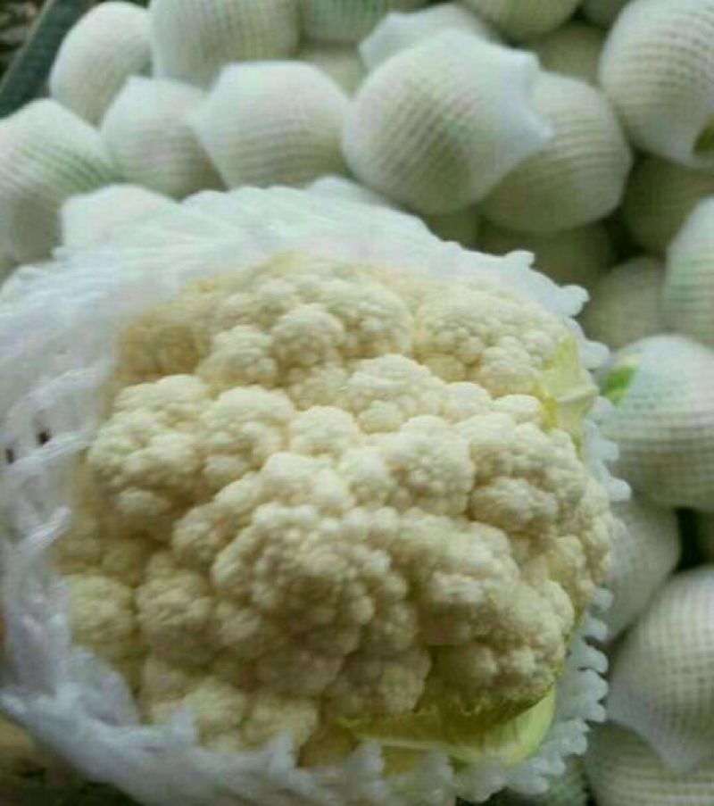 菜花1~2斤紧花乳白产地供应四季有货
