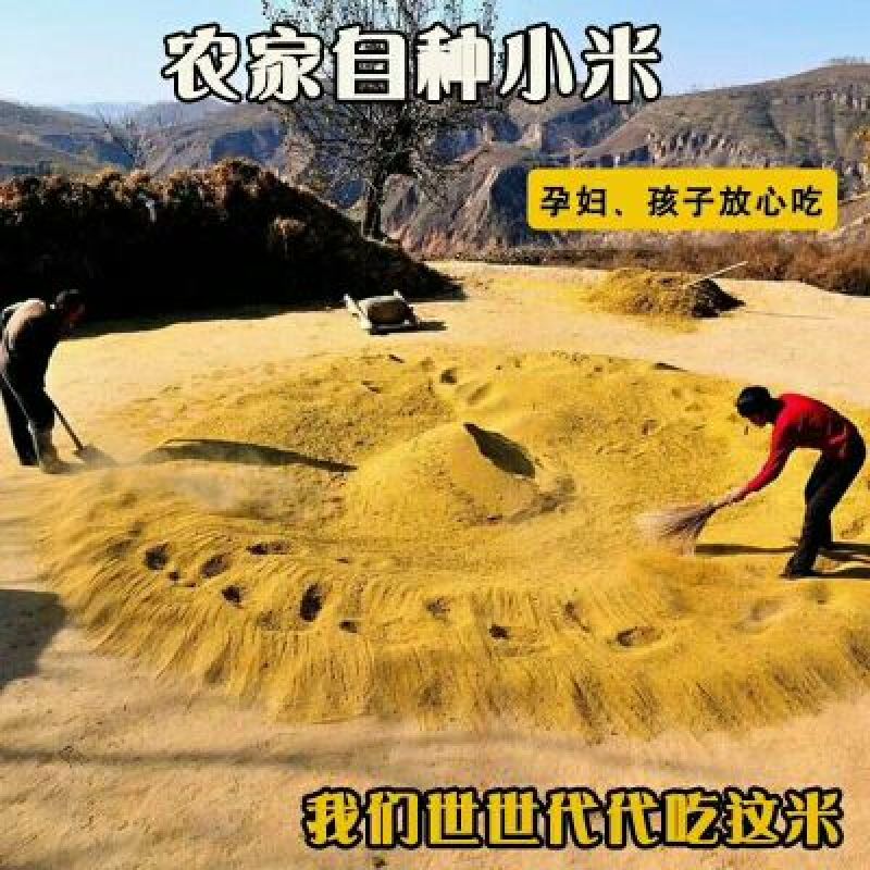 米脂香谷米袋装，坐月子专用