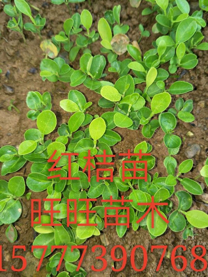 红橘苗30cm以下