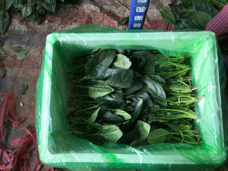 菠菜20~30厘米货量充足产地供应