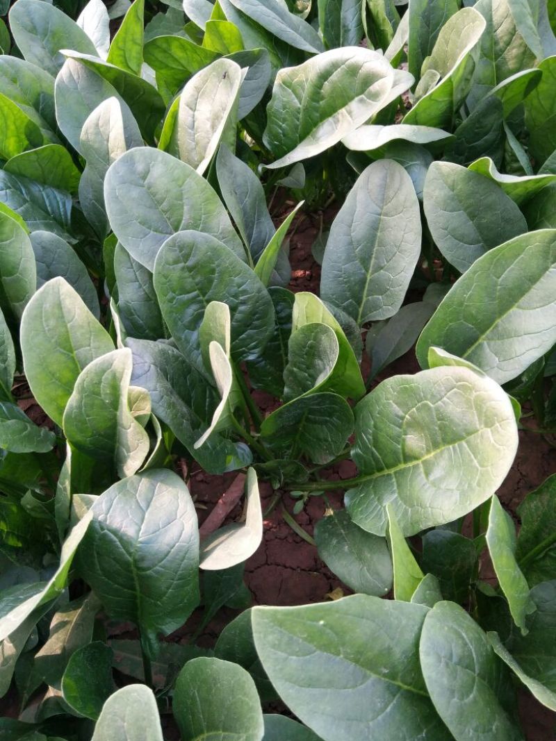 菠菜20~30厘米货量充足产地供应
