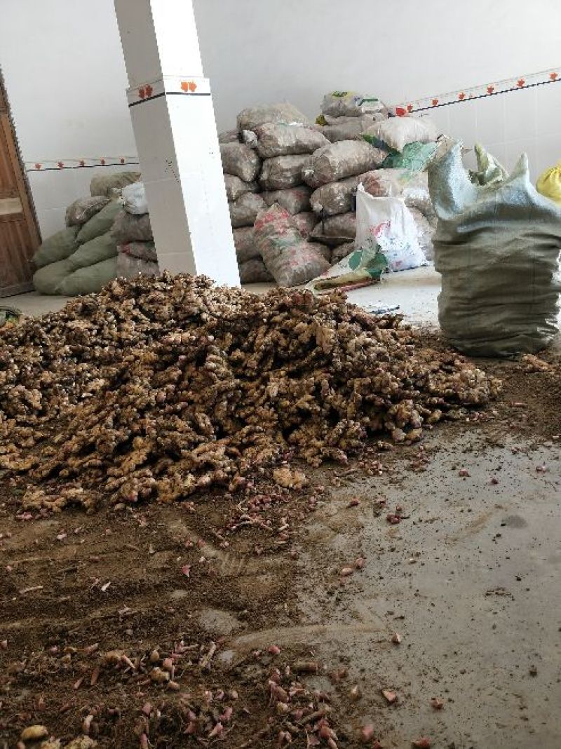 小黄姜4两以上带土