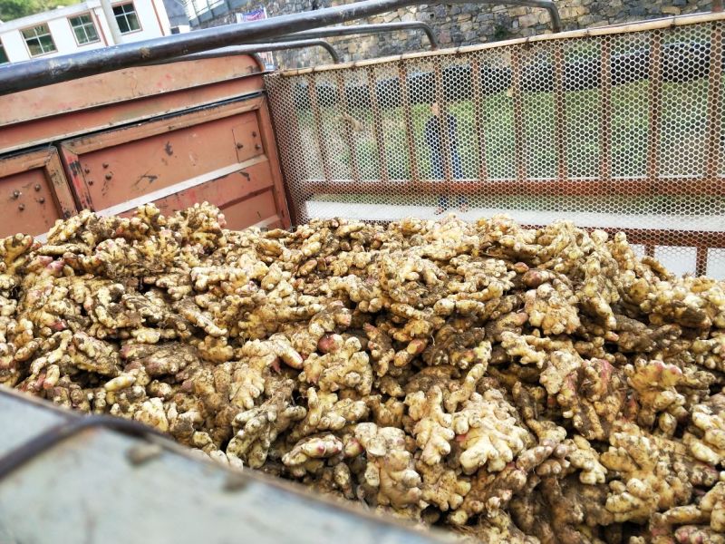 小黄姜4两以上带土