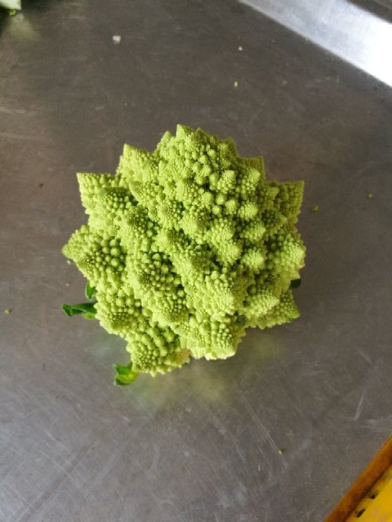 宝塔花菜罗马花椰菜出口品质，2斤左右