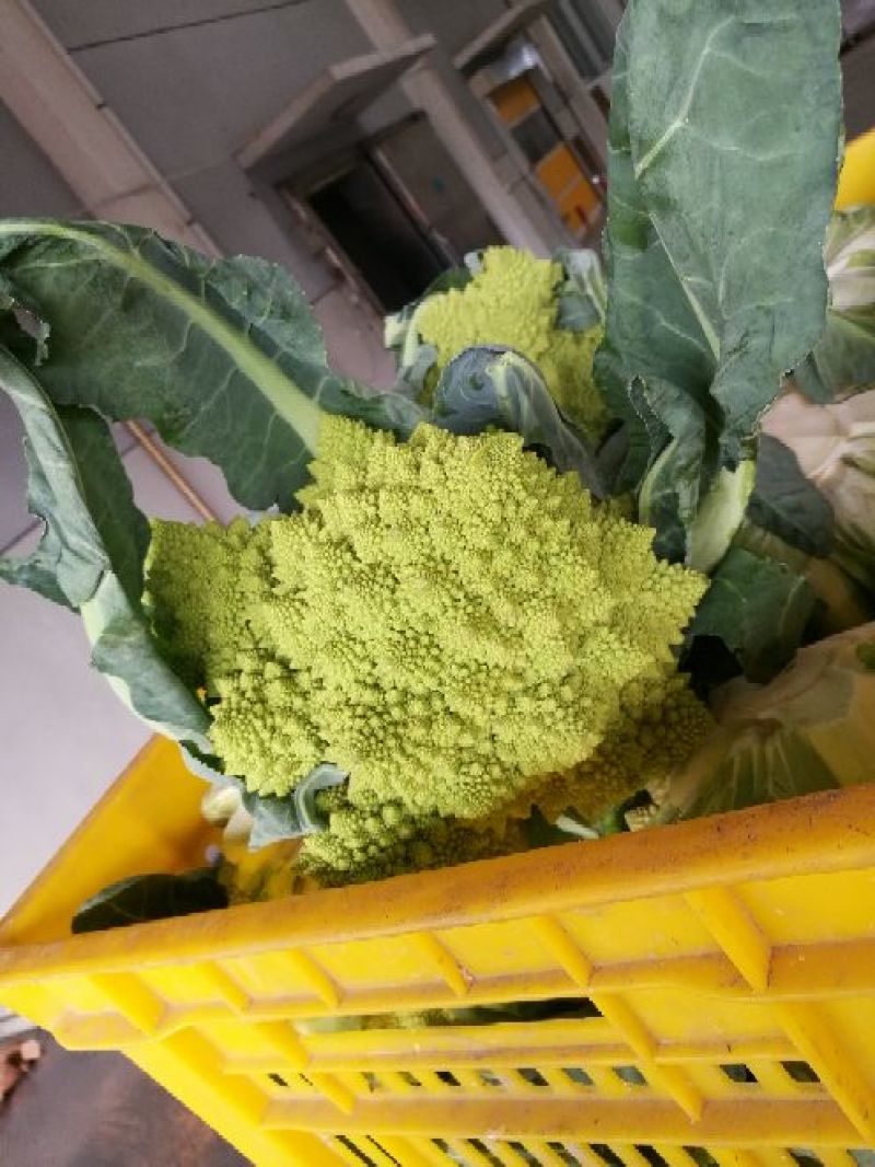 宝塔花菜罗马花椰菜出口品质，2斤左右