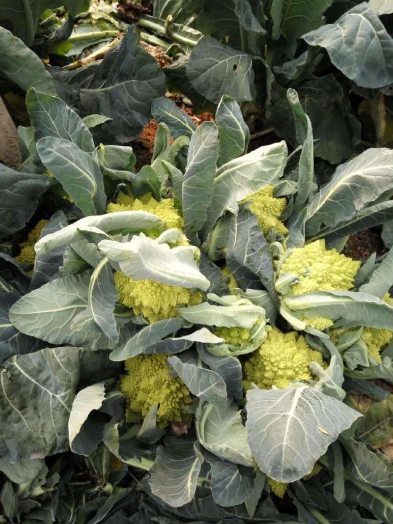 宝塔花菜罗马花椰菜出口品质，2斤左右
