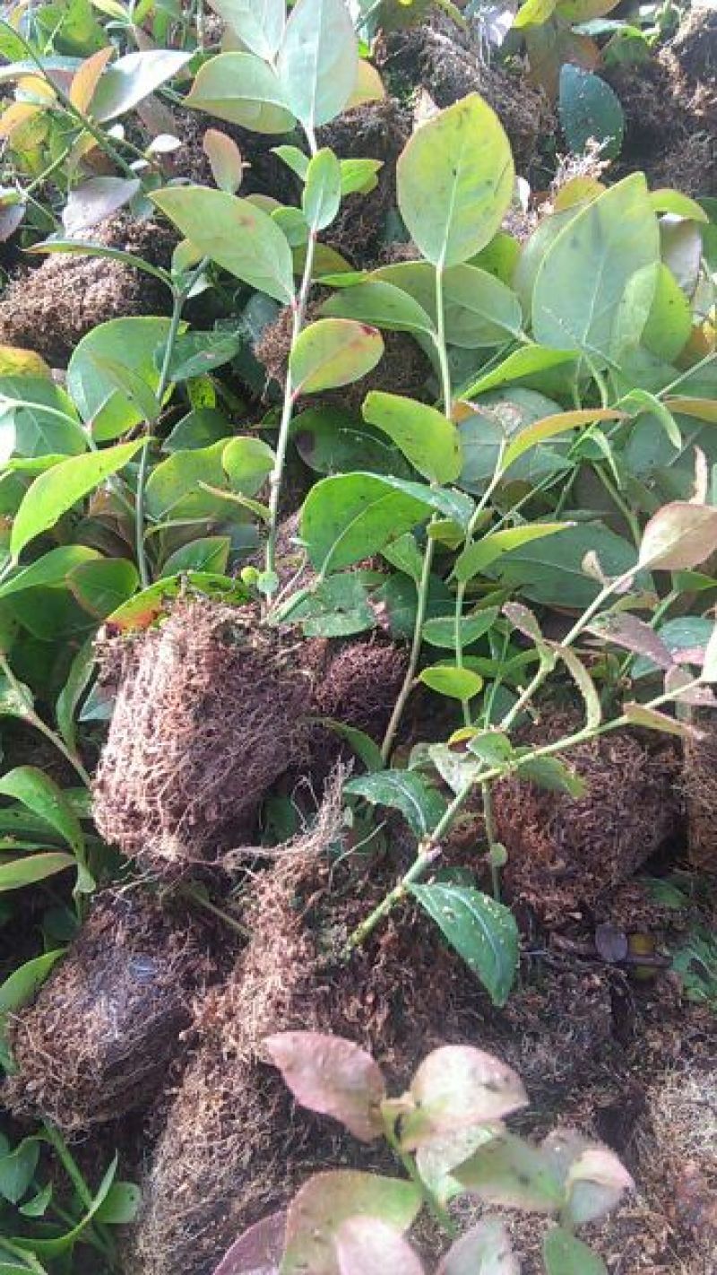 蓝莓苗0.5~1年10cm以下
