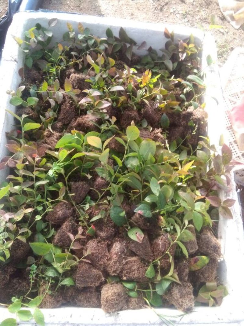 蓝莓苗0.5~1年10cm以下