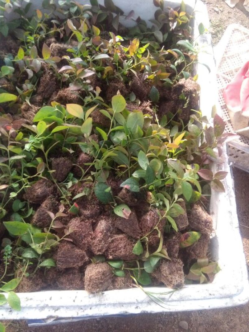 蓝莓苗0.5~1年10cm以下