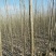 速生杨苗500亩培育示范基地规格齐全现挖现发