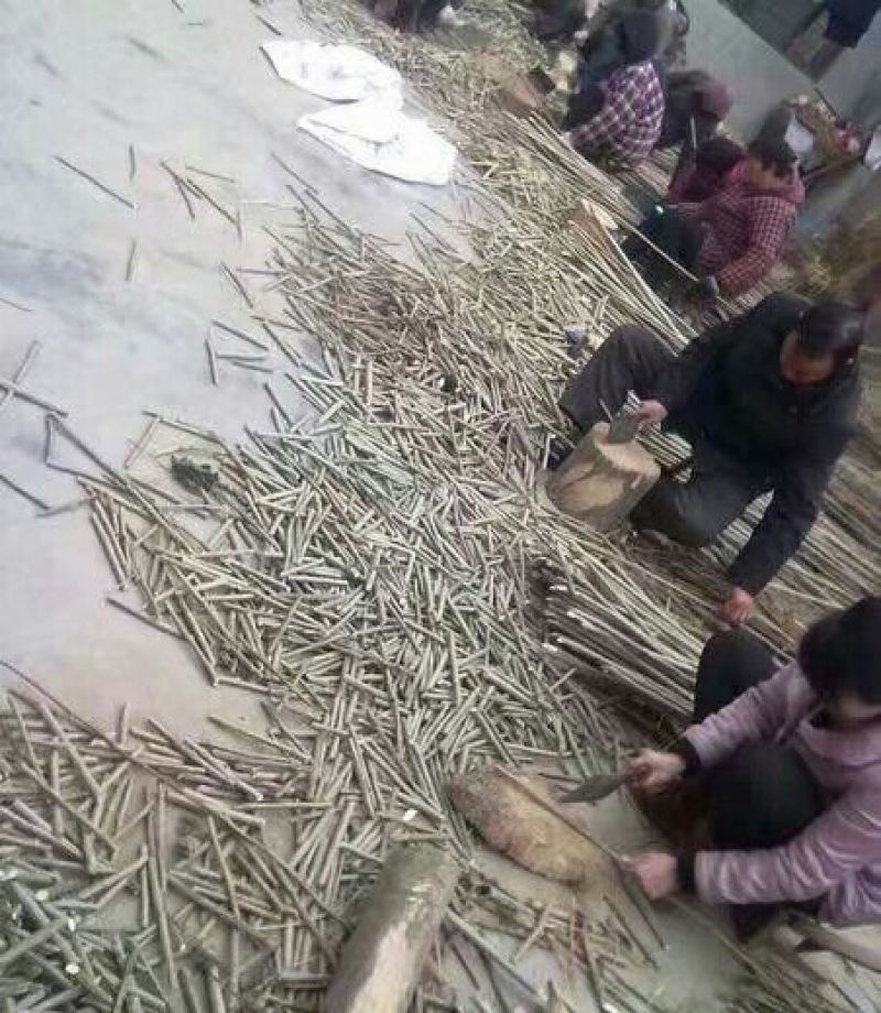 速生杨苗500亩培育示范基地规格齐全现挖现发