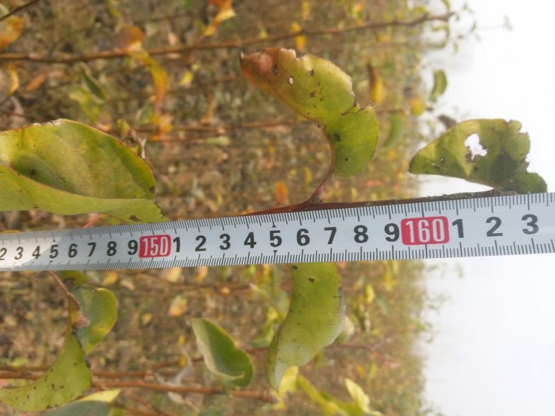晚秋黄梨树苗0.8-3公分通货个头大口感好甜度产量高