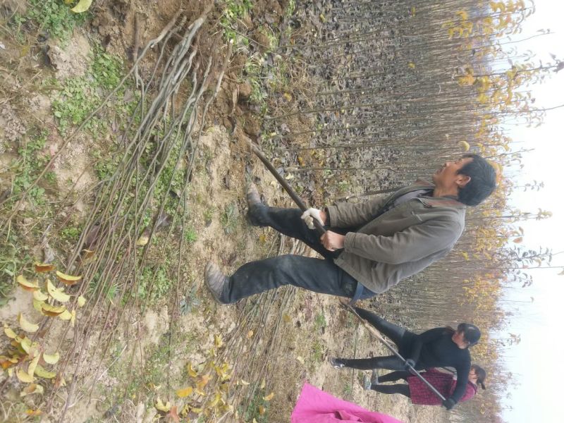 晚秋黄梨树苗0.8-3公分通货个头大口感好甜度产量高