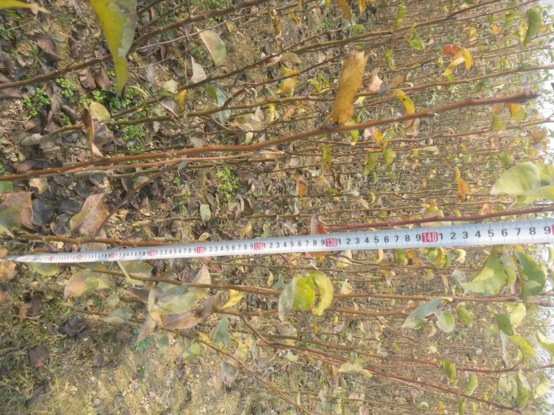 晚秋黄梨树苗0.8-3公分通货个头大口感好甜度产量高