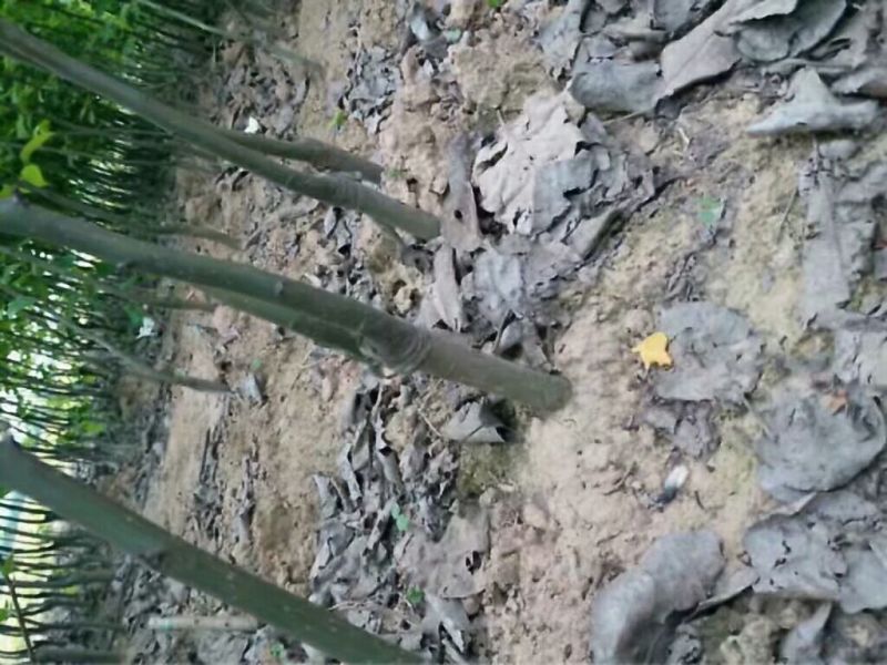 晚秋黄梨树苗0.8-3公分通货个头大口感好甜度产量高
