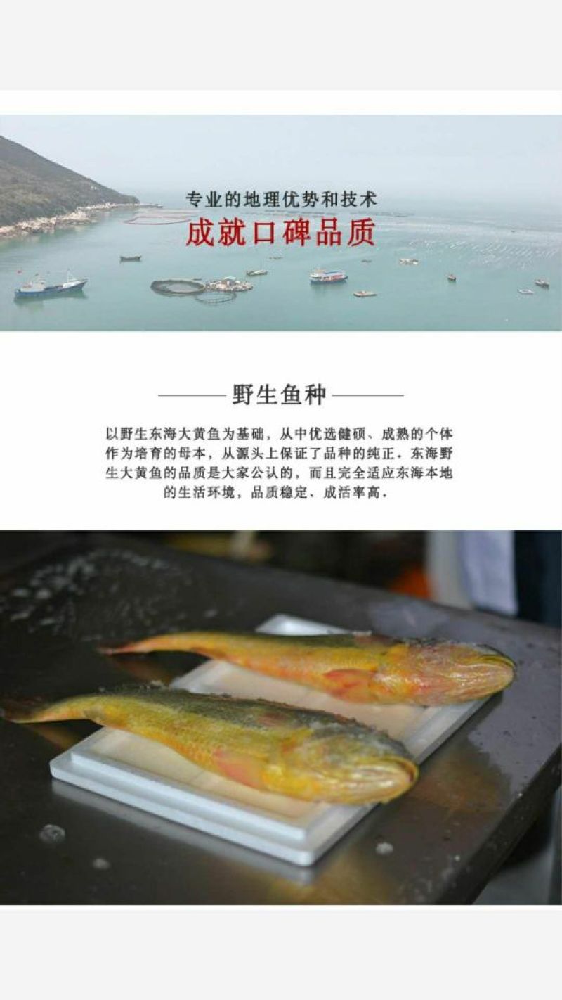大黄鱼食用
