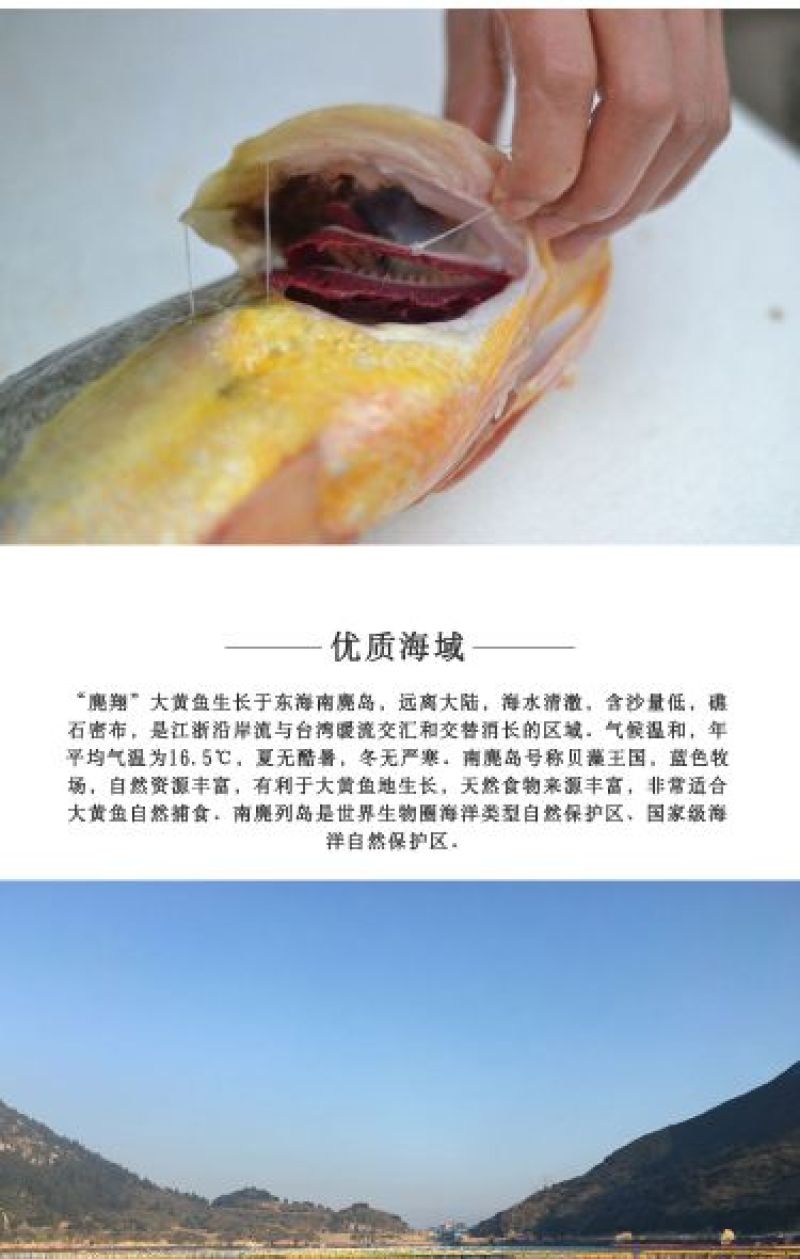 大黄鱼食用