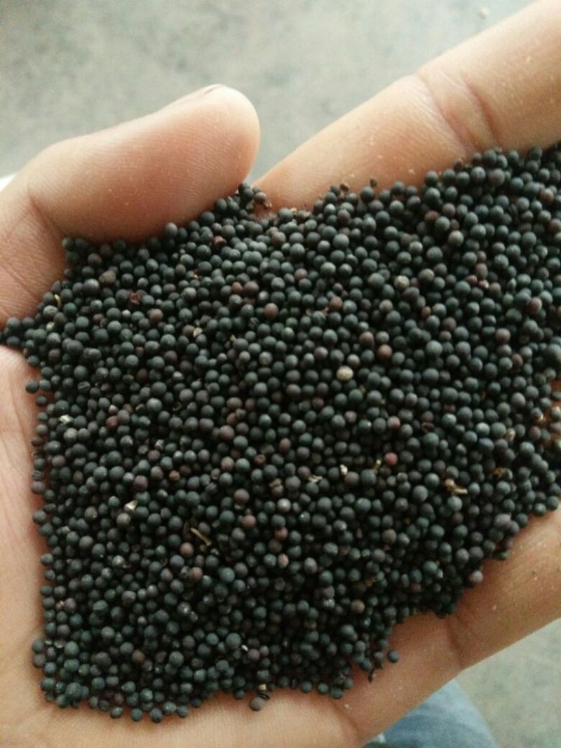 油菜籽1级