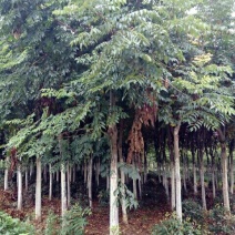 栾树10~12cm10~12cm3.5~4米