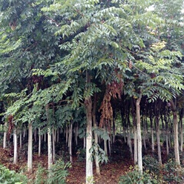 栾树10~12cm10~12cm3.5~4米