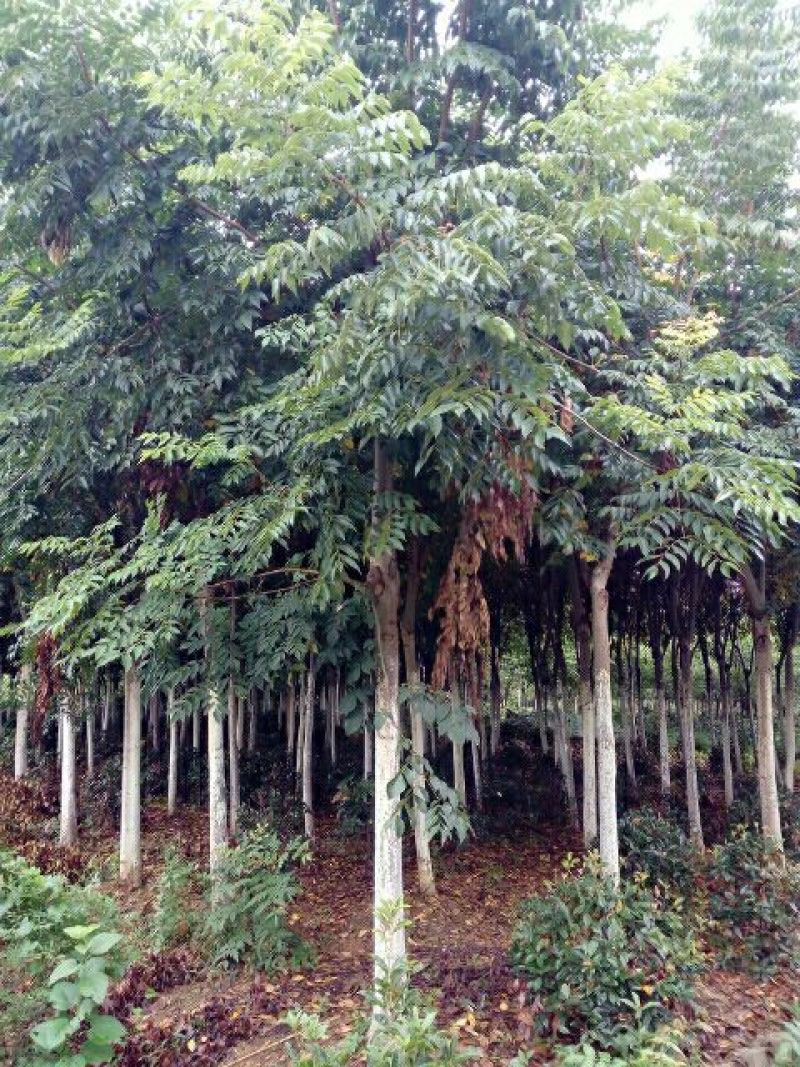 栾树10~12cm10~12cm3.5~4米