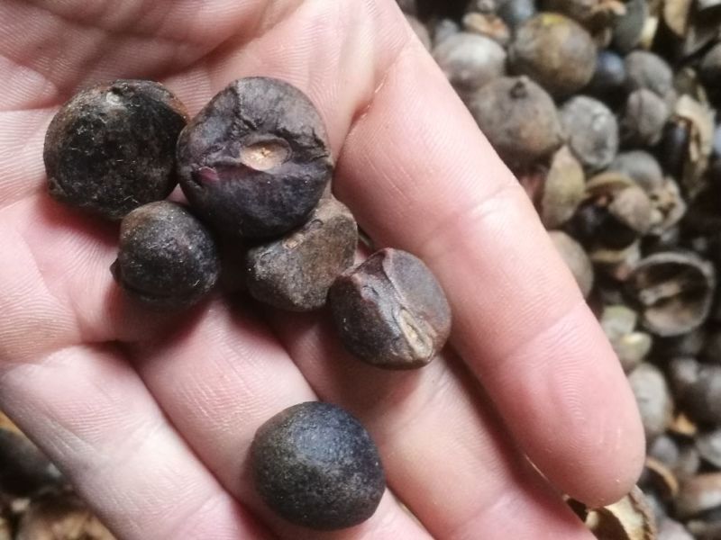 油茶籽99%以上
