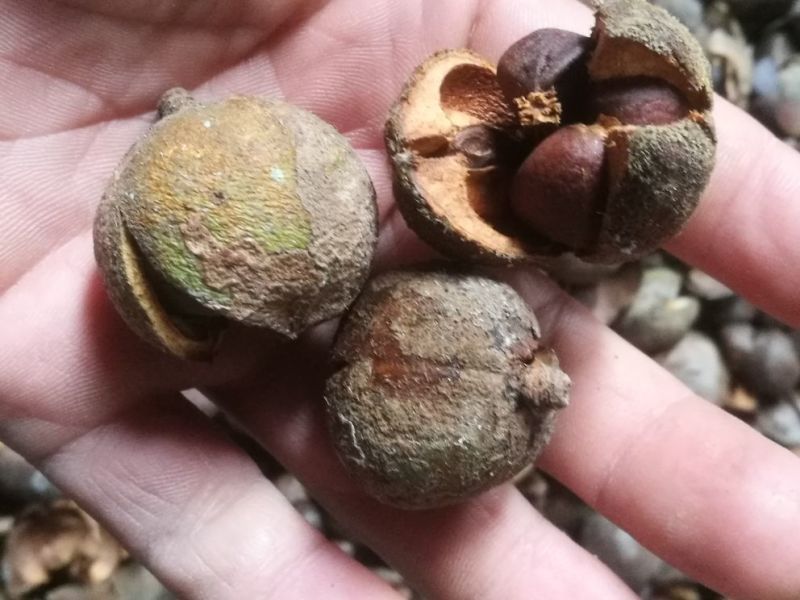 油茶籽99%以上