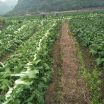白菜毛菜2~3斤0.48上车价