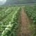 白菜毛菜2~3斤0.48上车价