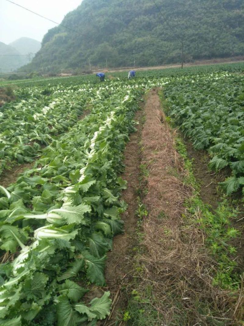 白菜毛菜2~3斤0.48上车价