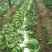 白菜毛菜2~3斤0.48上车价