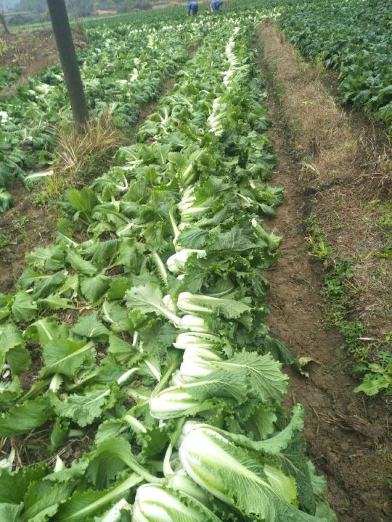 白菜毛菜2~3斤0.48上车价