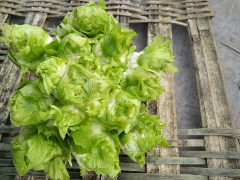 儿菜5两以上