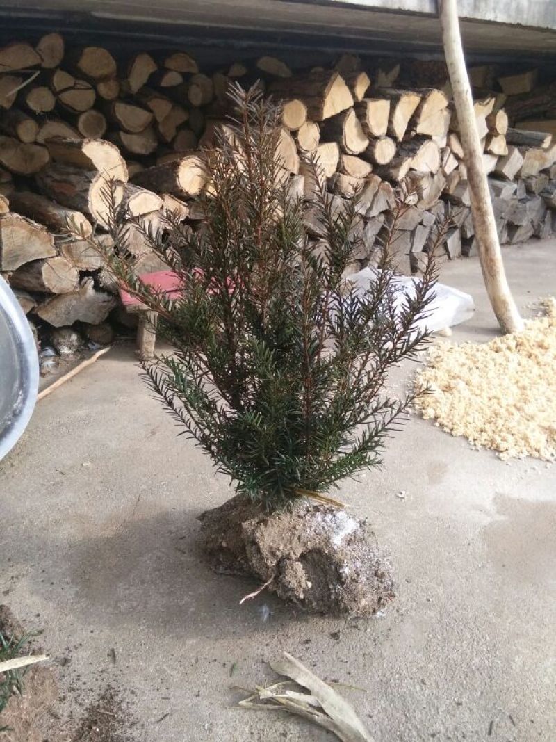 红豆杉盆景带盆栽好30~50cm货真价实，保证质量，