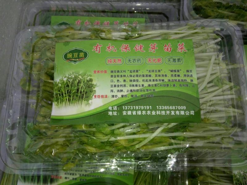 松柳芽苗菜散装