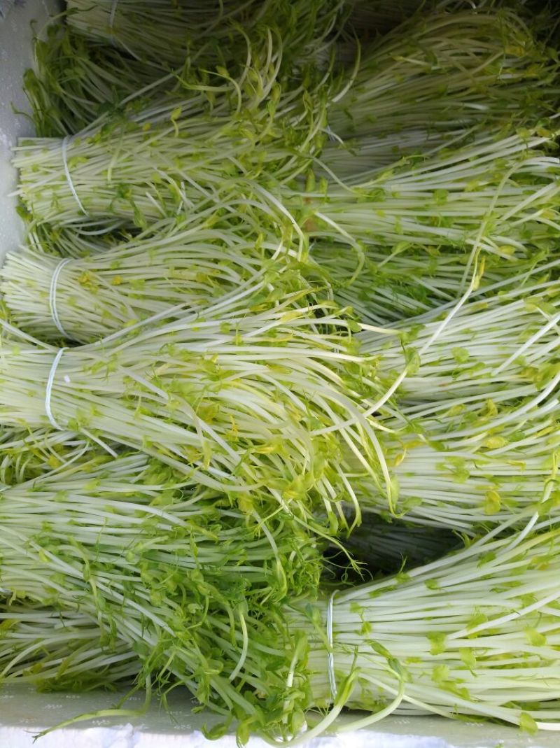 松柳芽苗菜散装