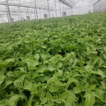 冰草、冰菜、非洲冰草、特菜、基地直供、量大优惠